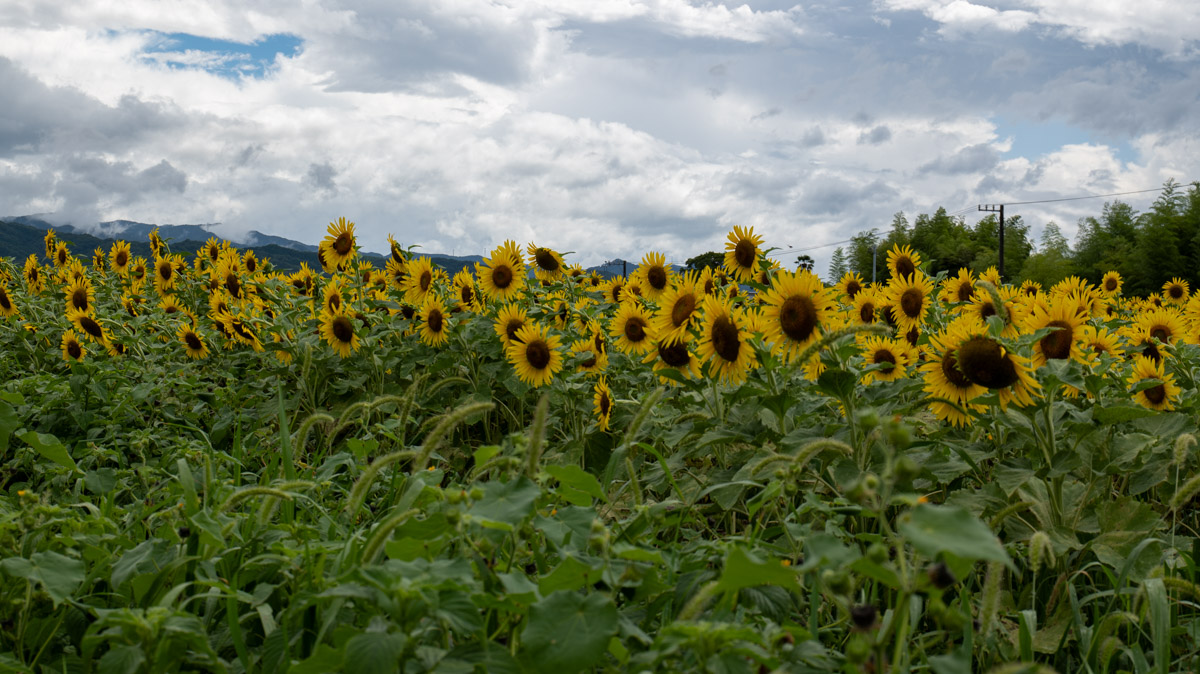 東植田町の夏のひまわり